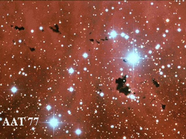 Dark Bok Globules in IC 2944