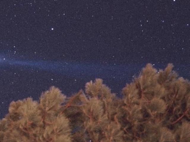 Comet Hyakutake and a Tree