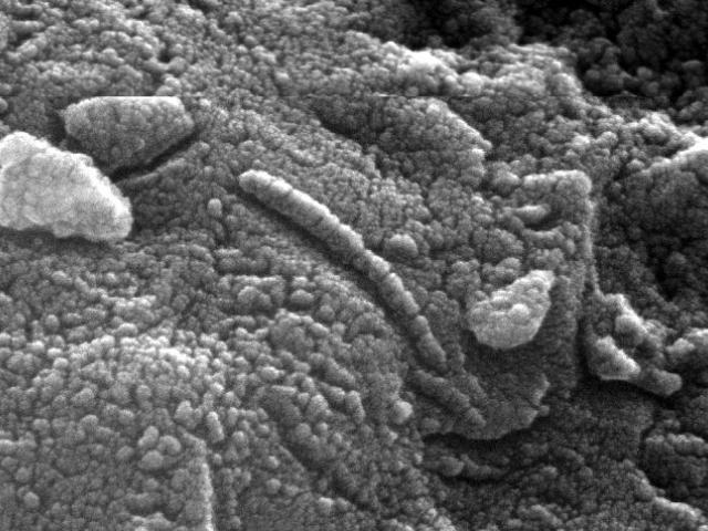 Pictured: An Ancient Martian?