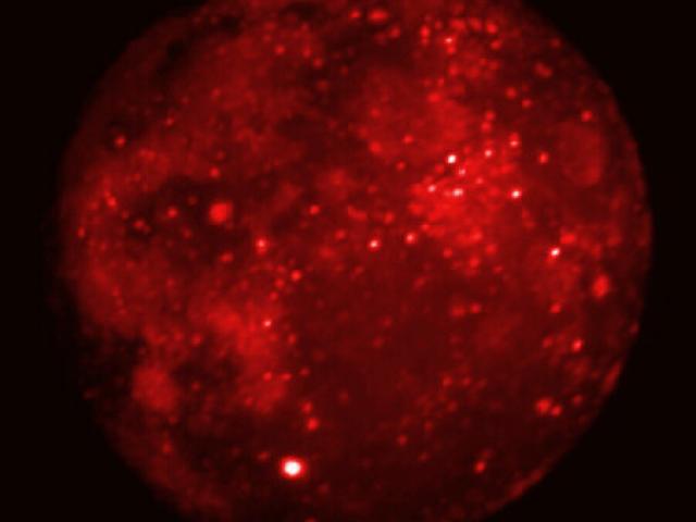 Eclipsed Moon in Infrared