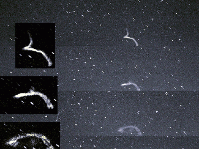 The Leonid Meteor Shower