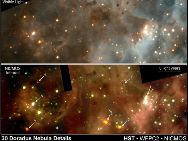 New Stars In 30 Doradus