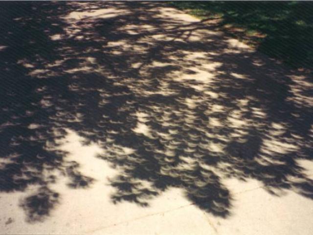 The Eclipse Tree