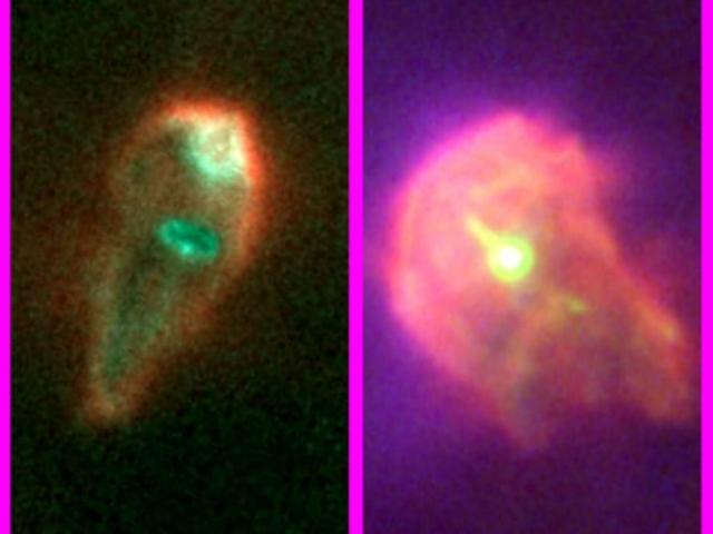 Protoplanetary Survivors in Orion