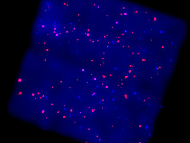 X-Rays from the Galactic Plane