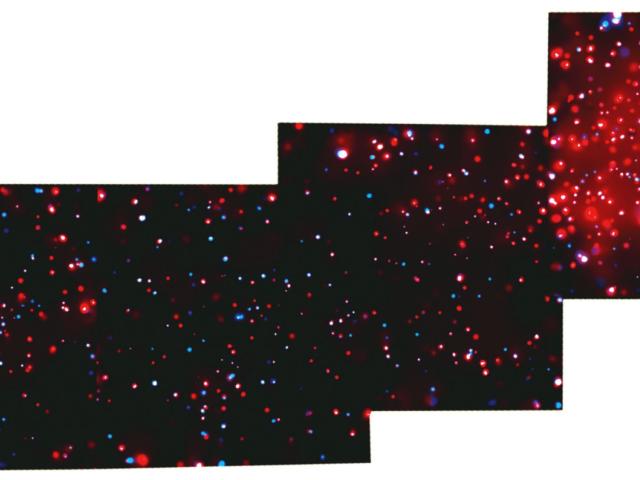 X-Ray Stars and Winds in the Rosette Nebula