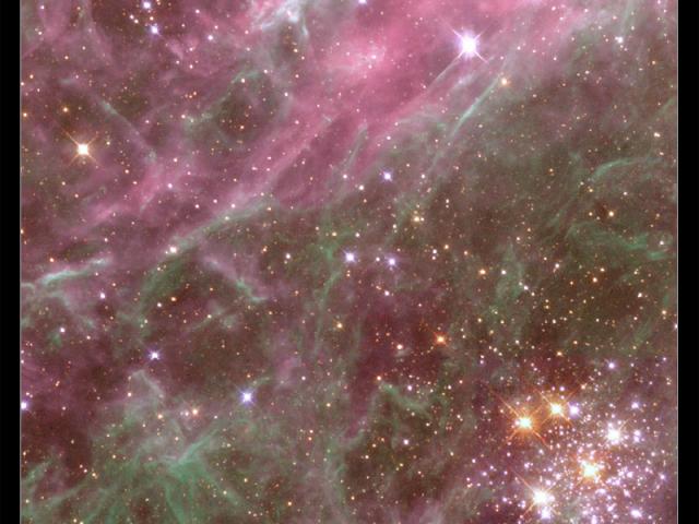 Denizen of the Tarantula Nebula