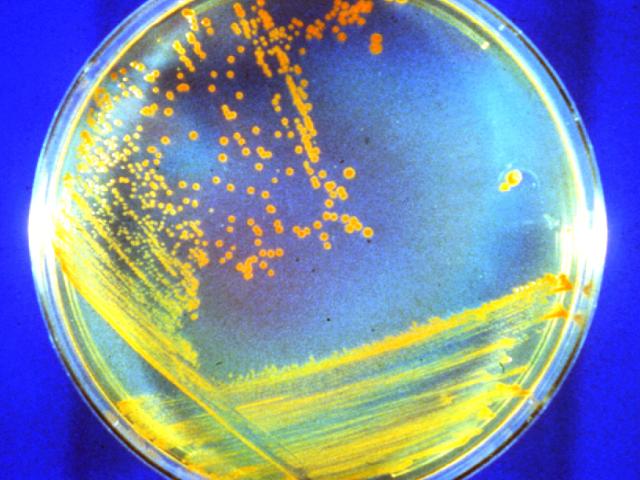 D rad Bacteria: Candidate Astronauts