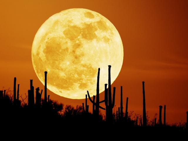 Saguaro Moon