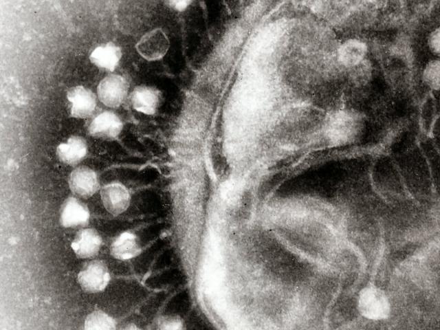 Bacteriophages: The Most Common Life Like Form on Earth