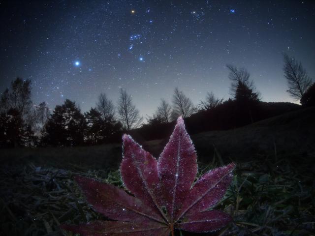 Frosted Leaf Orion