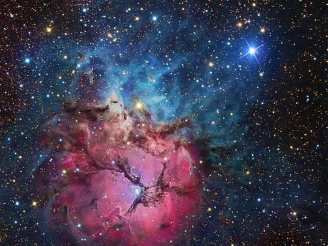 A Beautiful Trifid