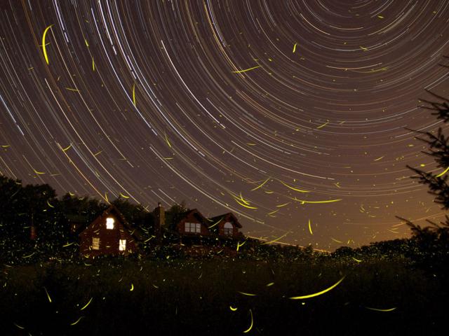 A Summer Night’s Dream