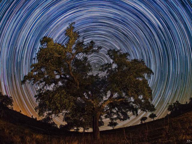 North Celestial Tree