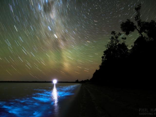 A Luminous Night