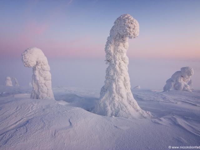 Sentinels of the Arctic