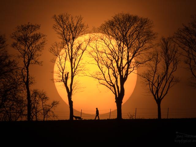 Man, Dog, Sun