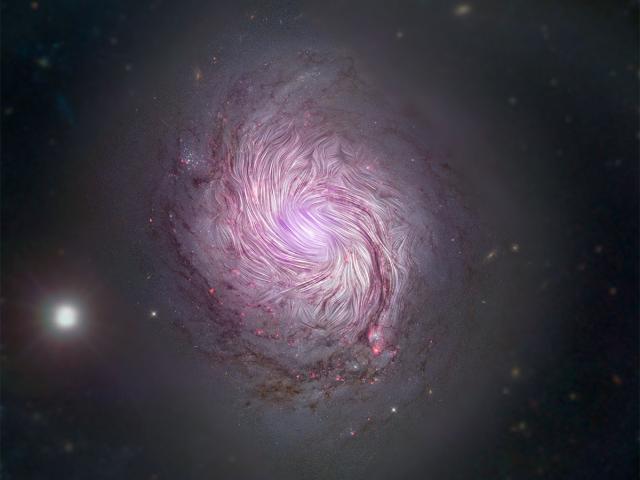 The Magnetic Fields of Spiral Galaxy M77
