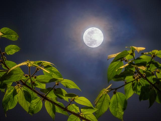 Full Moon of Spring
