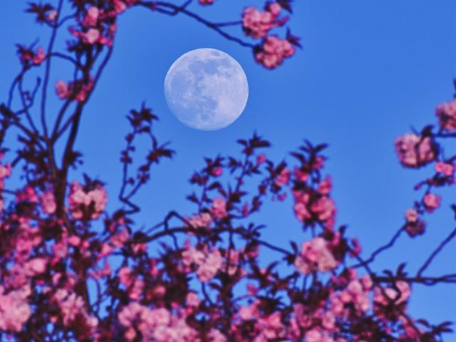 Pink and the Perigee Moon