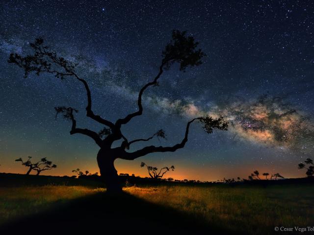 The Galaxy Tree