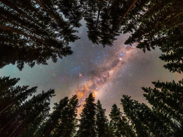 Framed by Trees: A Window to the Galaxy