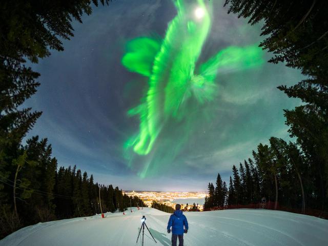 A Whale of an Aurora over Swedish Forest