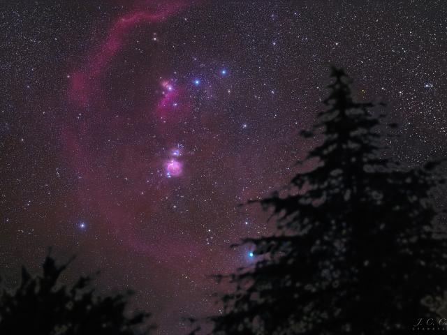 Orion Pines