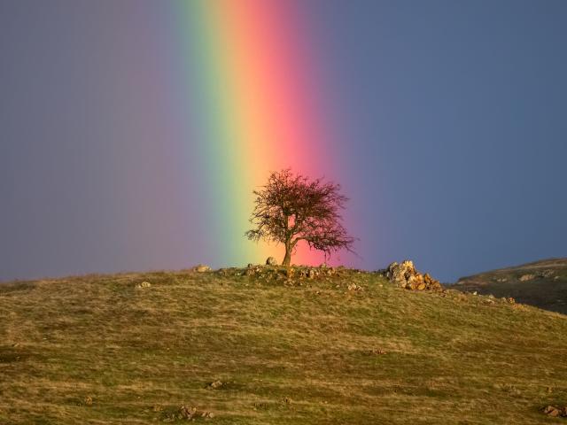 Rainbow Tree