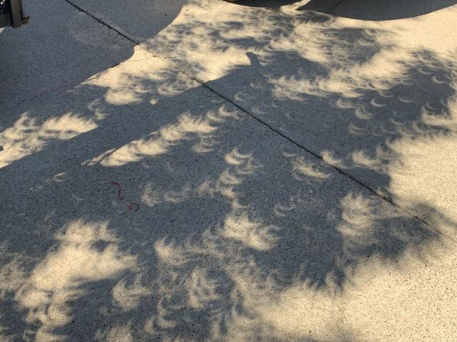 An Eclipse Tree