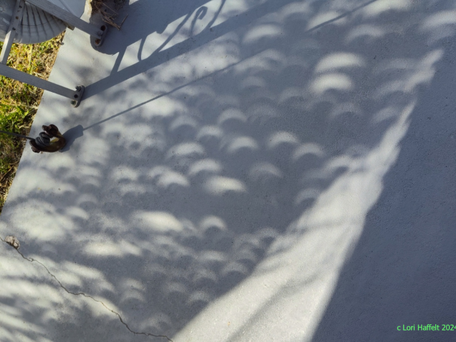 Palm Tree Partial Eclipse