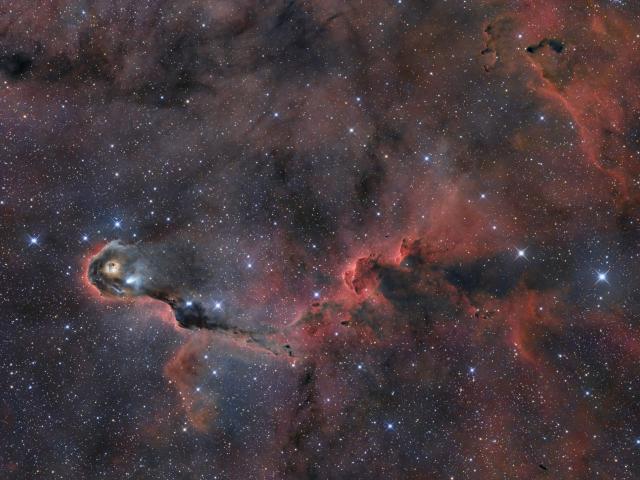 The Elephant s Trunk in Cepheus