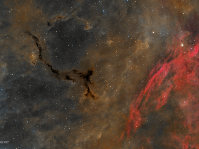 A Dark Seahorse in Cepheus