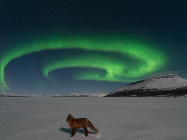 Northern Fox Fires