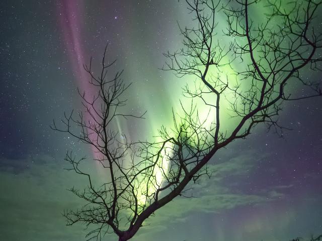 The Aurora Tree