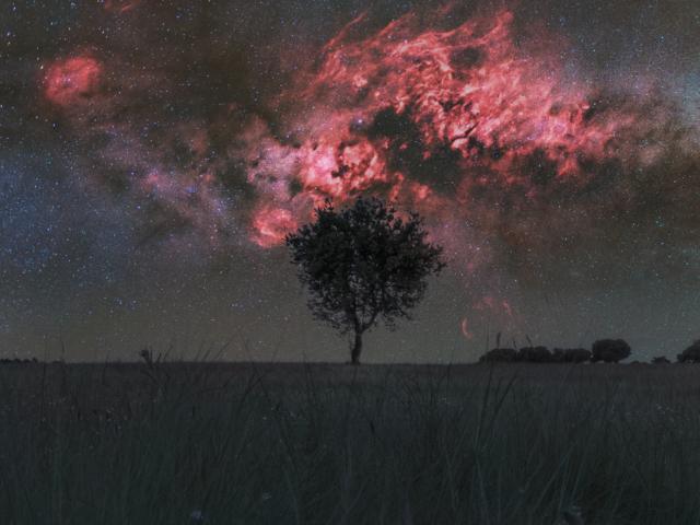 Cygnus and the Solitary Tree