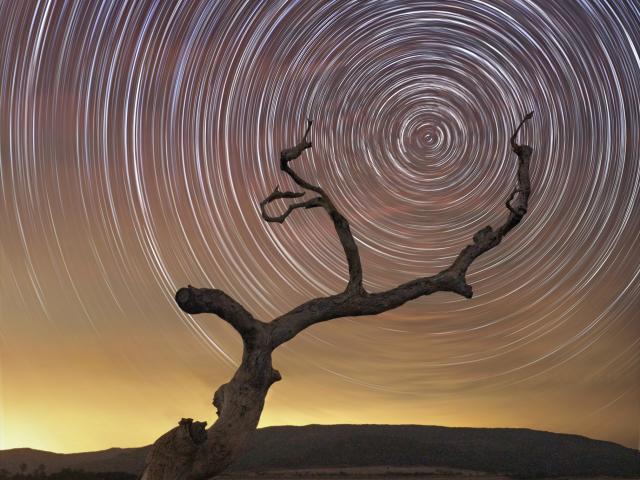 South Celestial Tree