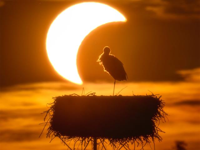 The Eclipse and the Stork