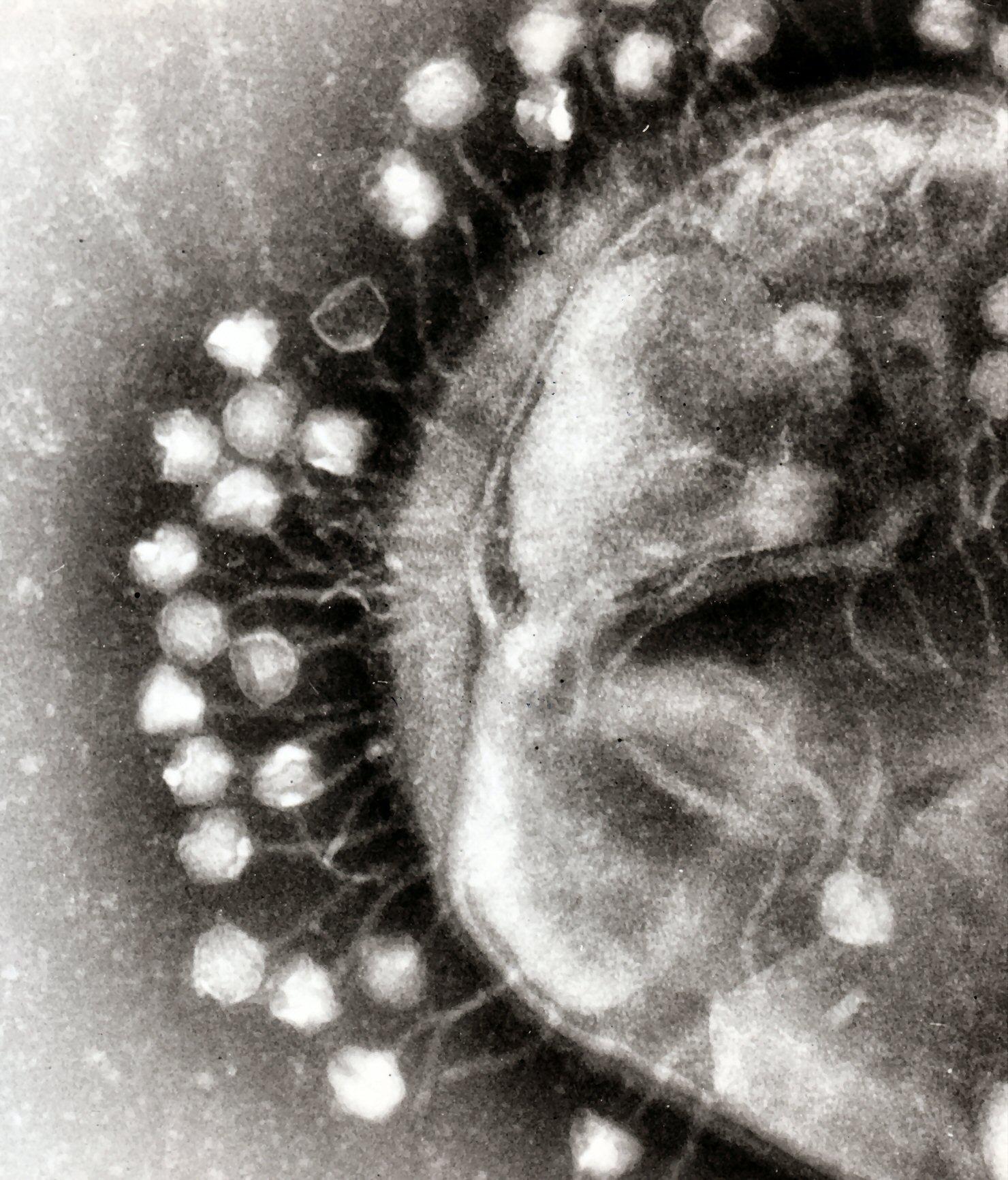 Bacteriophages: The Most Common Life Like Form on Earth
