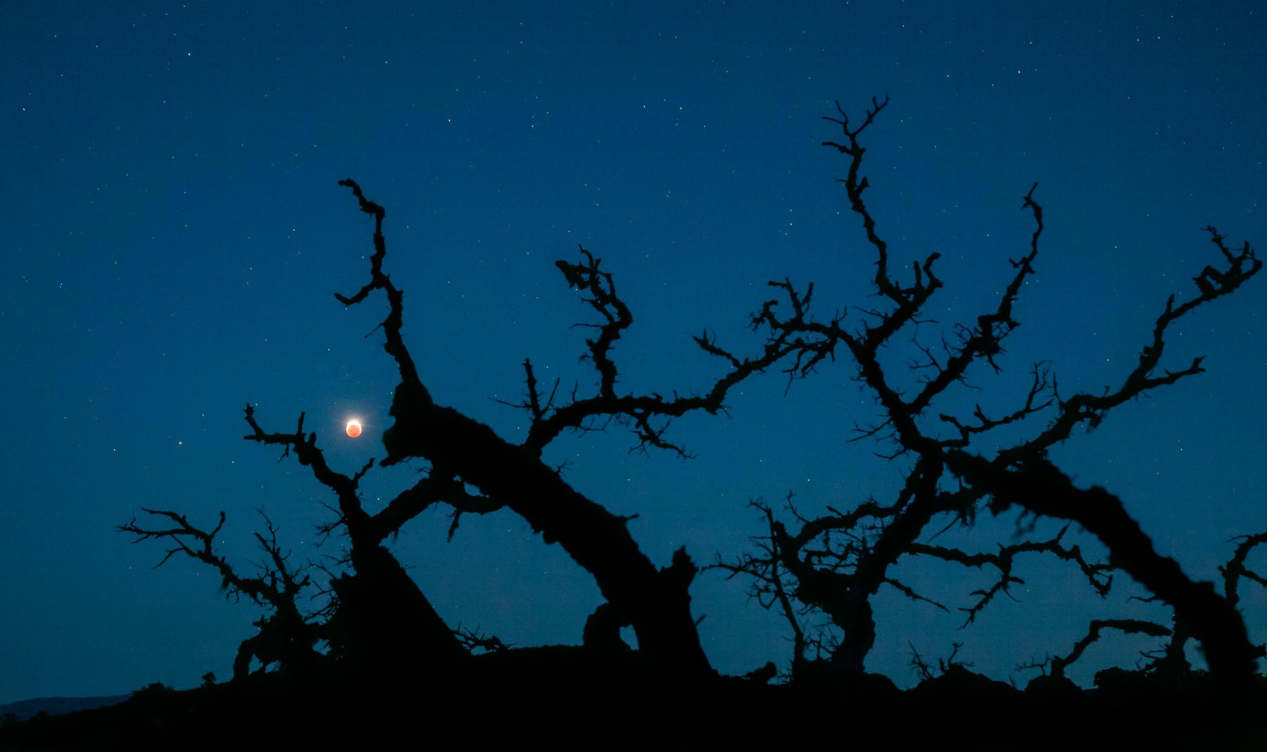 Blood Monster Moon