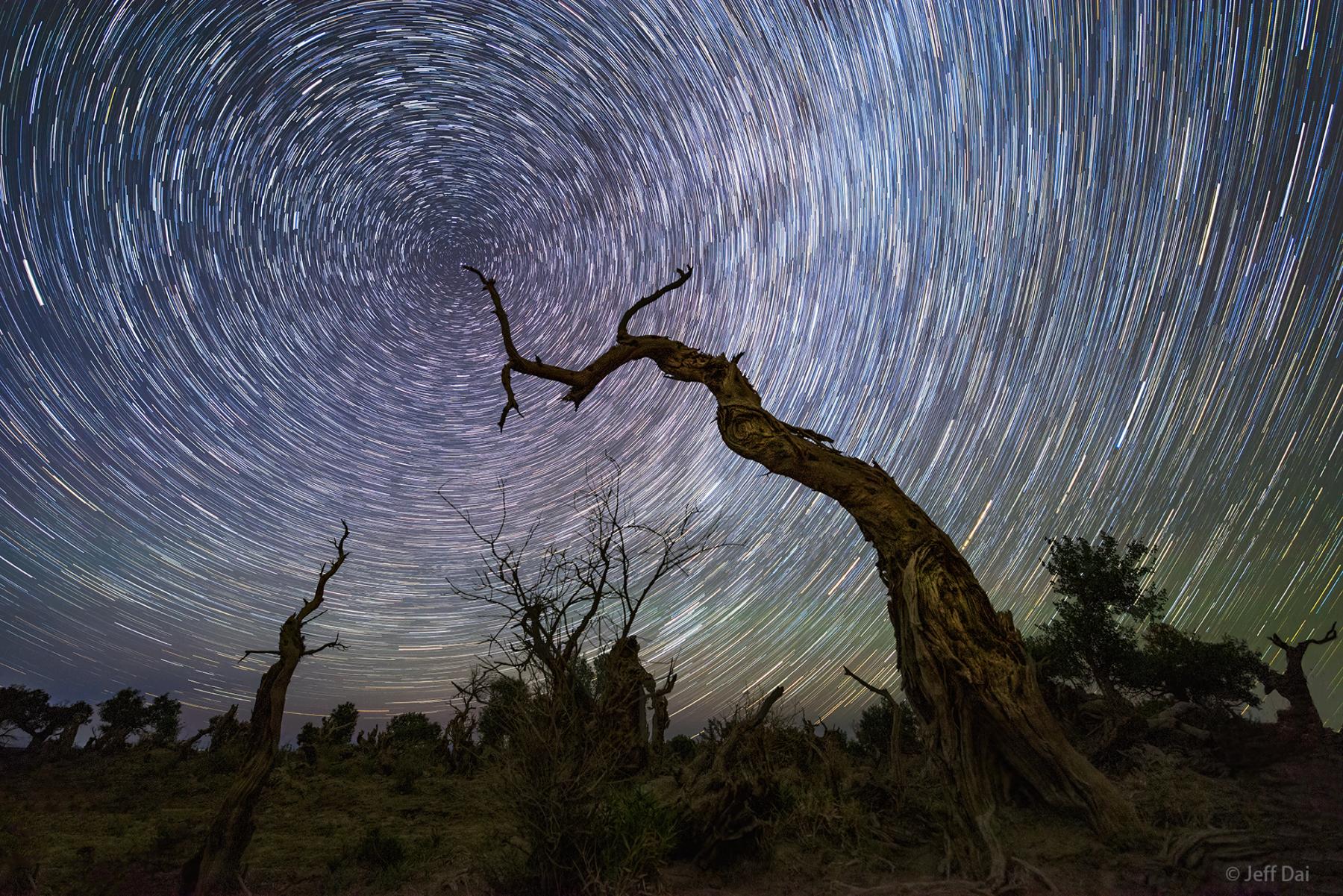 North Celestial Tree