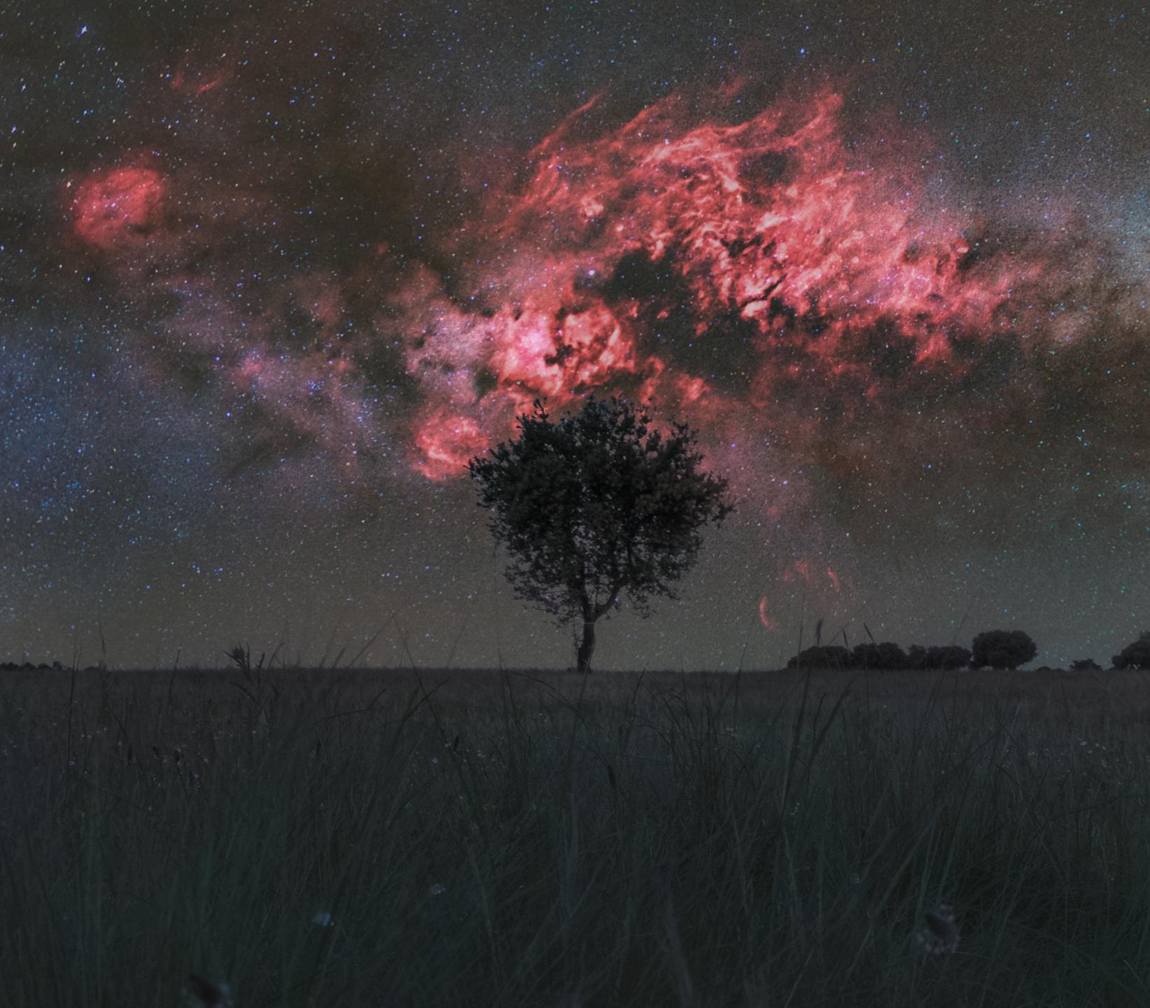 Cygnus and the Solitary Tree