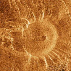 A Venusian Tick