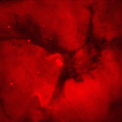 Hydrogen Trifid
