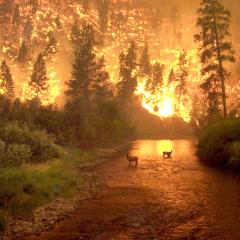Fire on Earth