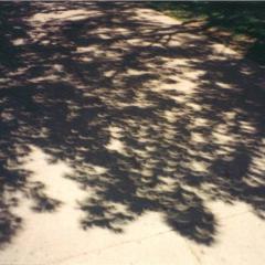The Eclipse Tree