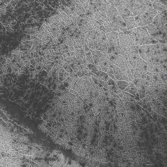 Polar Polygons on Mars