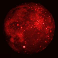 Eclipsed Moon in Infrared