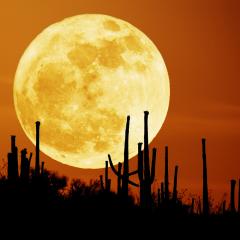 Saguaro Moon