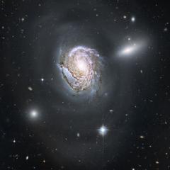 NGC 4911: Spiral Diving into a Dense Cluster